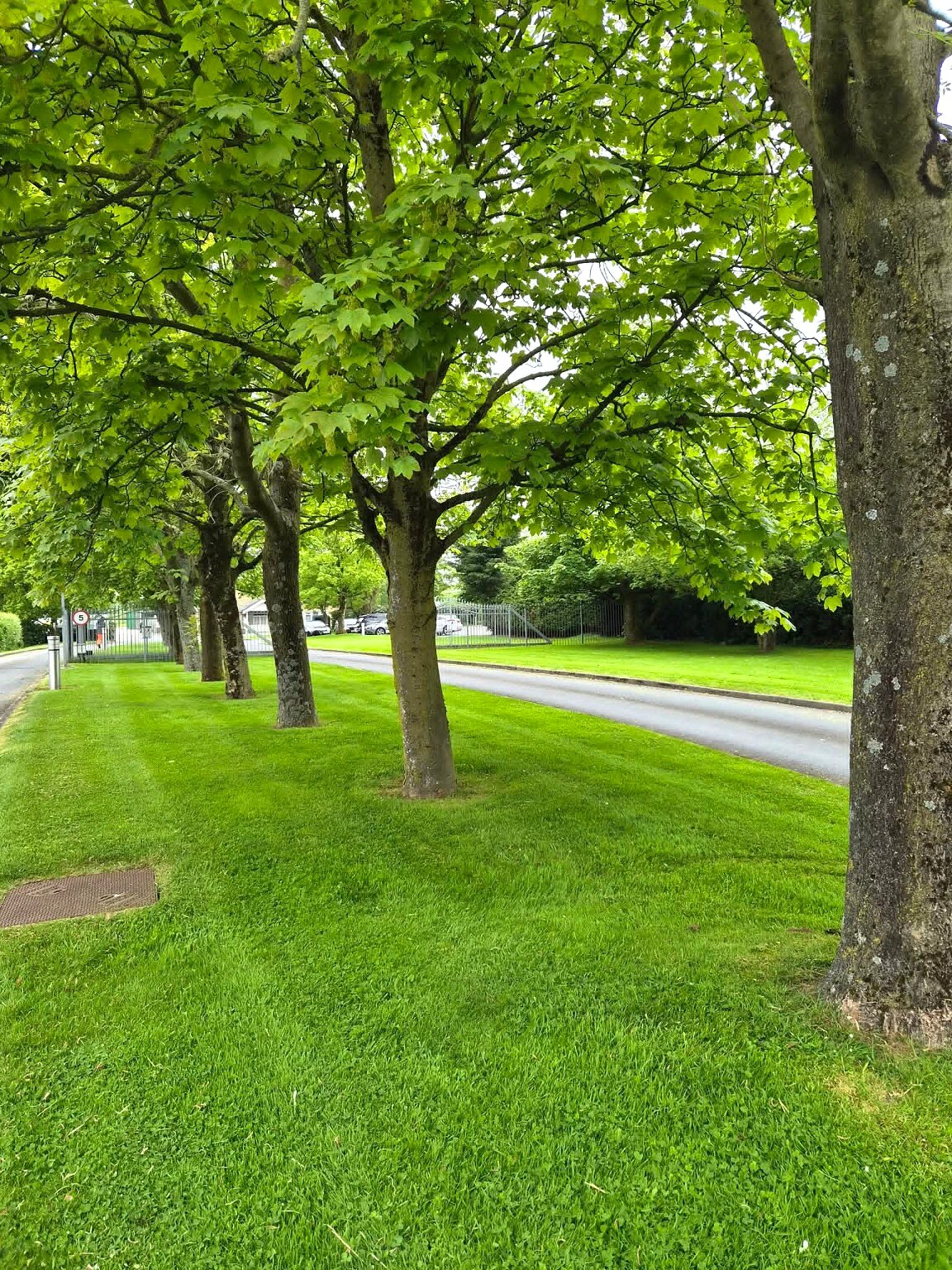Clean grass finish around established estate trees